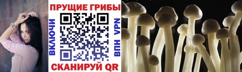 Галлюциногенные грибы GOLDEN TEACHER  Купить где  Рязань 